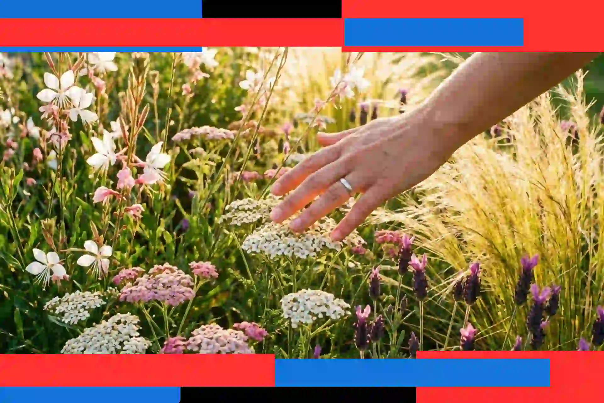 Fleurs vivaces faciles : semez en mars et profitez d’un jardin fleuri jusqu’en août